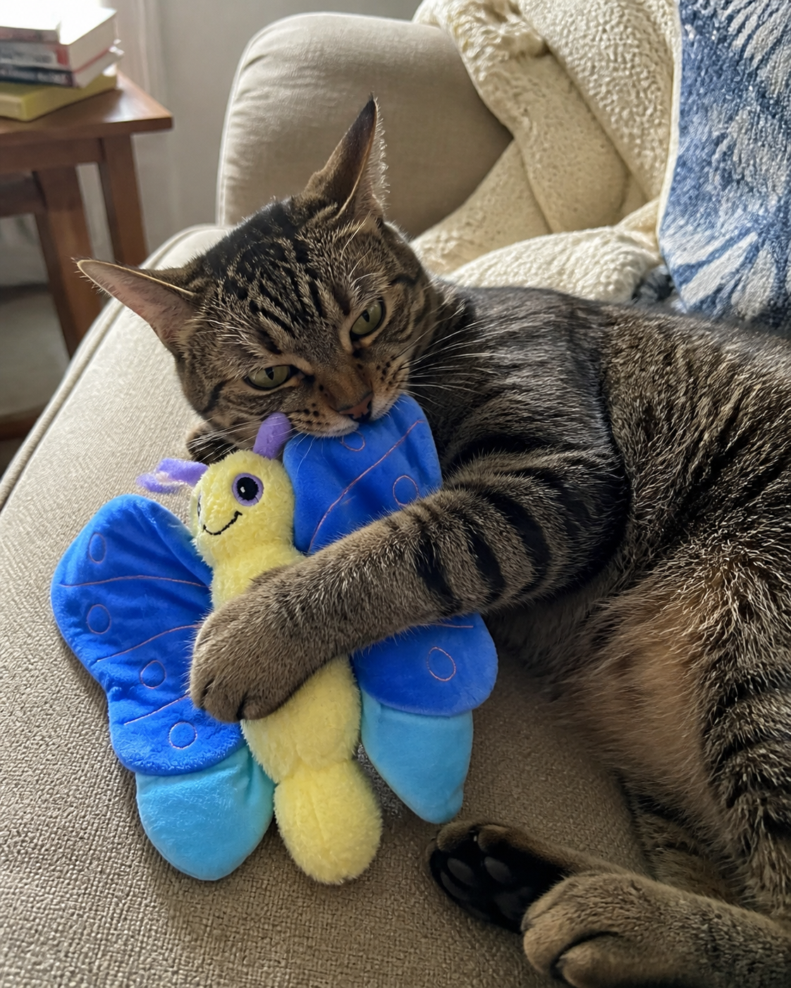 Tabby cat cuddling and biting a blue butterfly plush toy