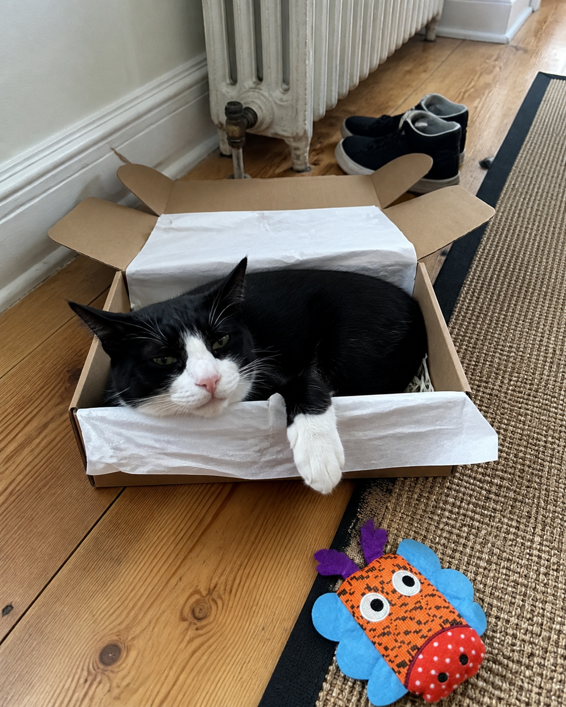 Black and white cat relaxing inside an open toy box