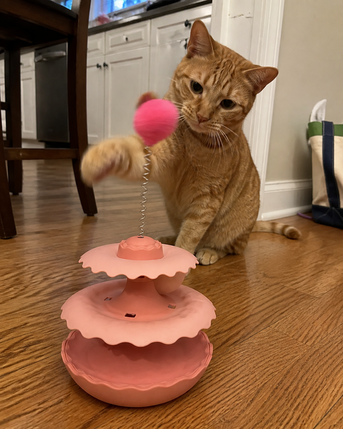 Orange tabby batting the pink ball on a spring toy
