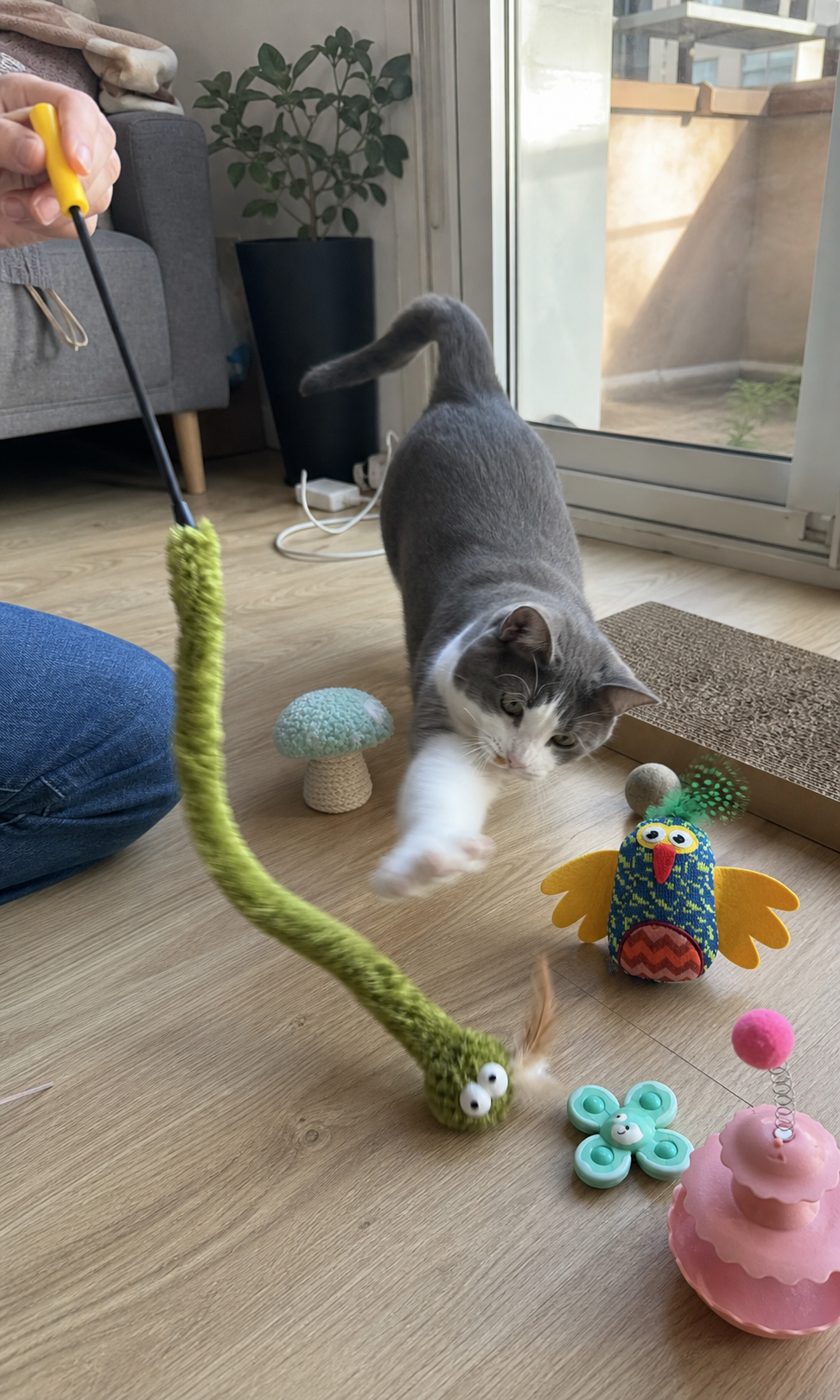 Gray and white cat pouncing after a green wand toy
