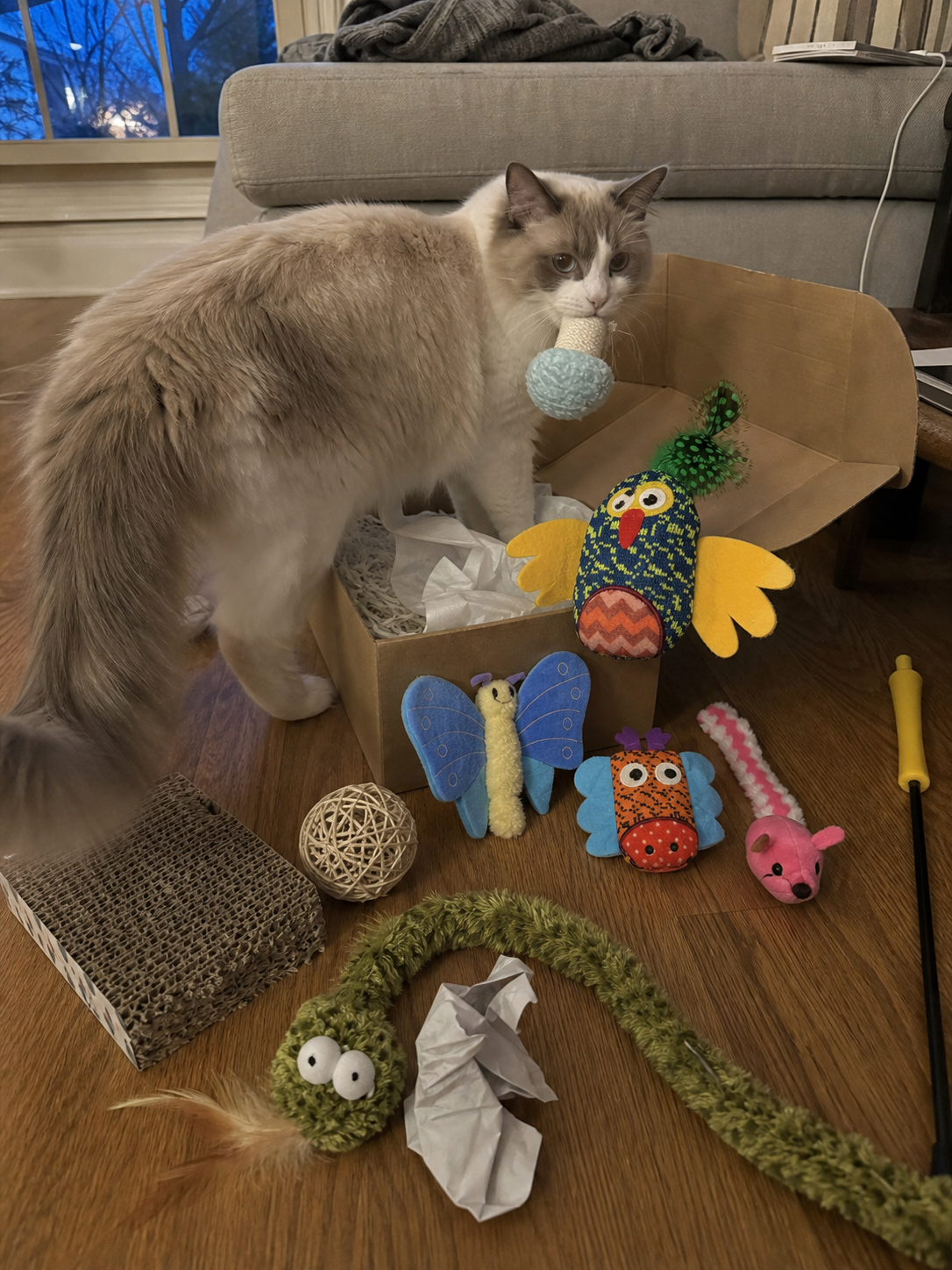 Long-haired cat carrying a soft mushroom toy beside an open box